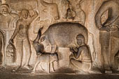 Mamallapuram - Tamil Nadu. Krishna Mandapam. Scene of the cow being milked while is leaking the calf. 